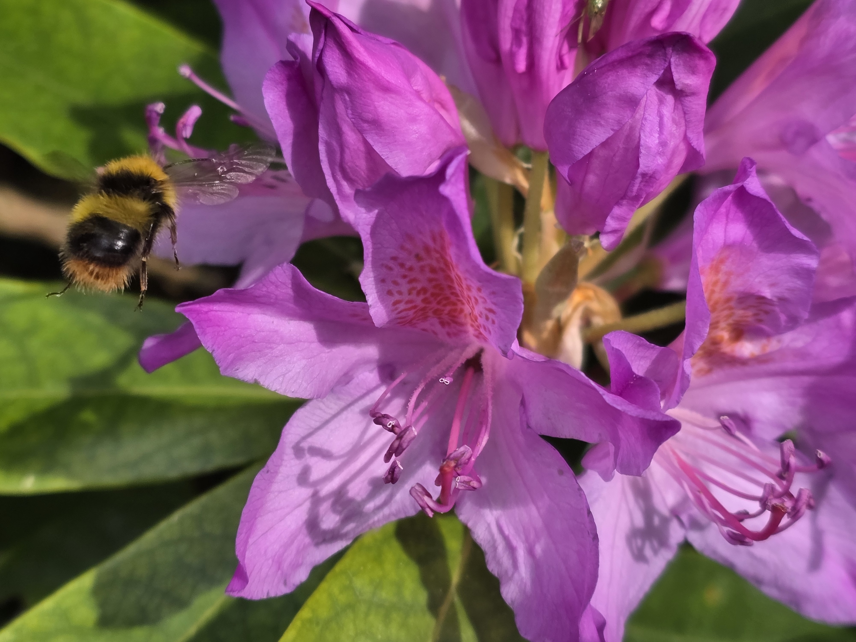 Sharp focus on a flower with a bee in flight, captured by Galaxy S25 Edge camera using auto mode.