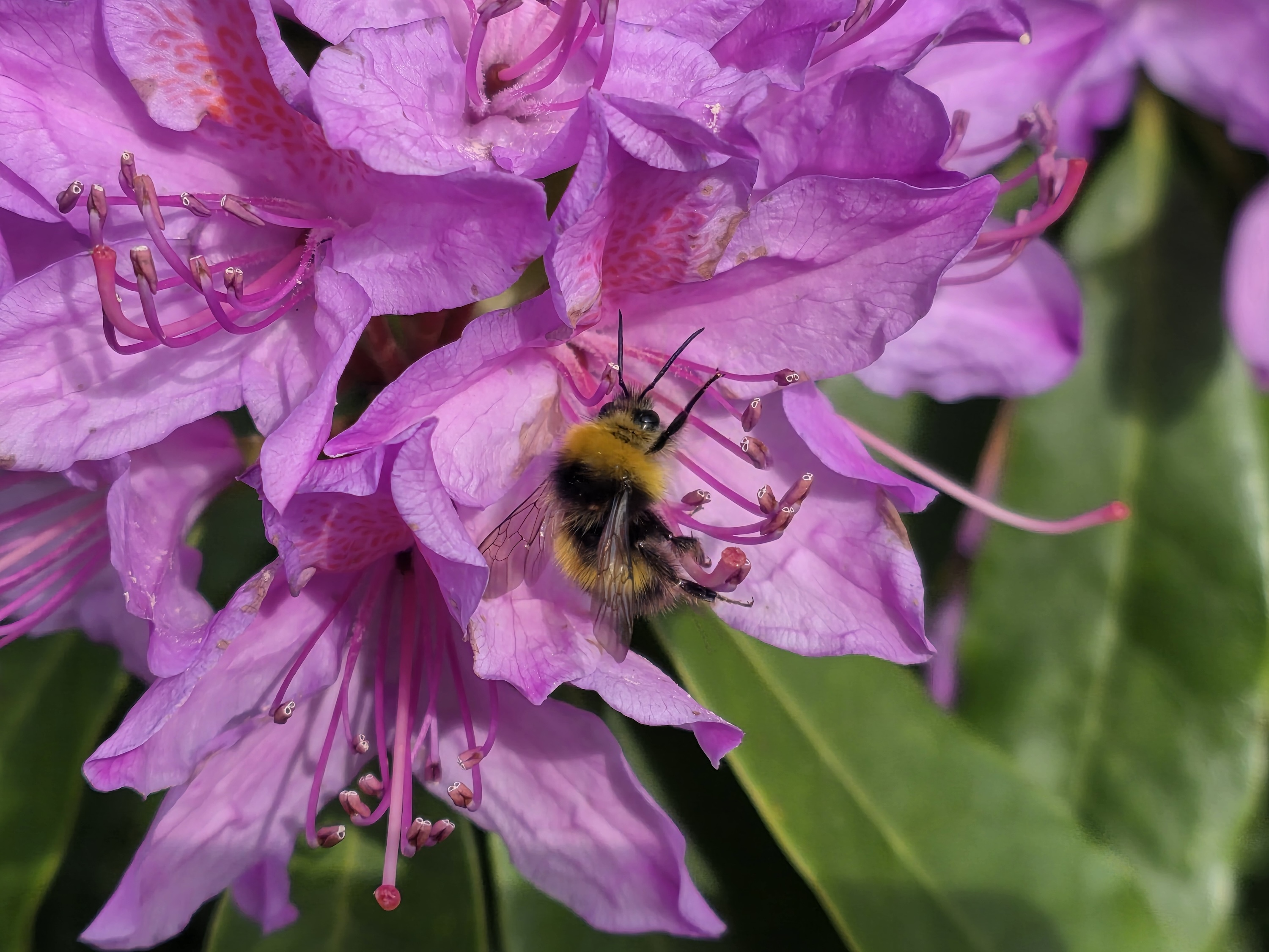 Vibrant 3x digital zoom photo of a bee on a flower taken with Galaxy S25 Edge, showing impressive detail.