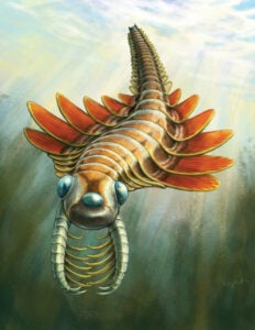 A life reconstruction of the radiodont *Mosura fentoni*. 