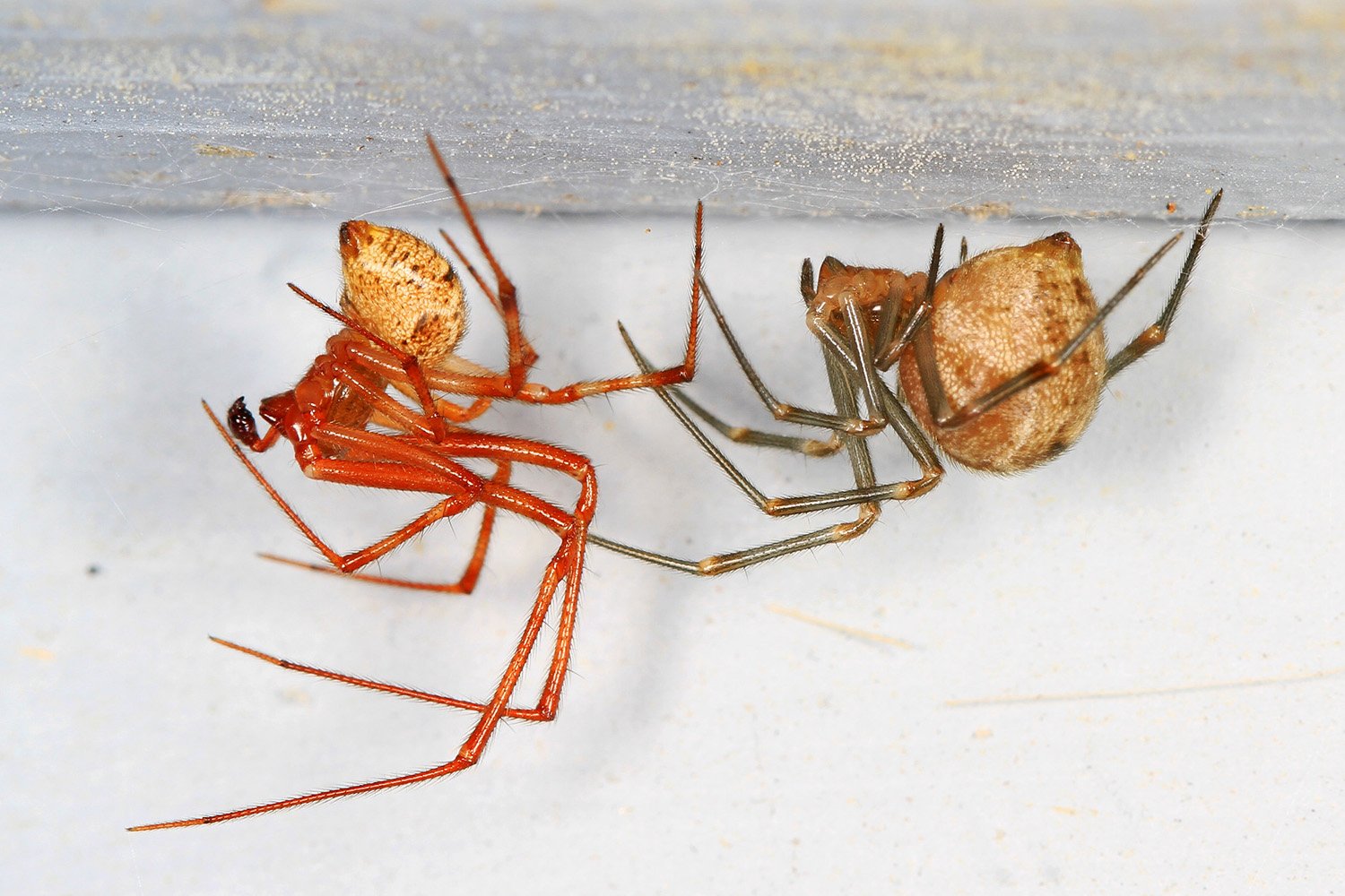 CRISPR Gene Editing Hits Spiders: Glowing Silk & Future Tech