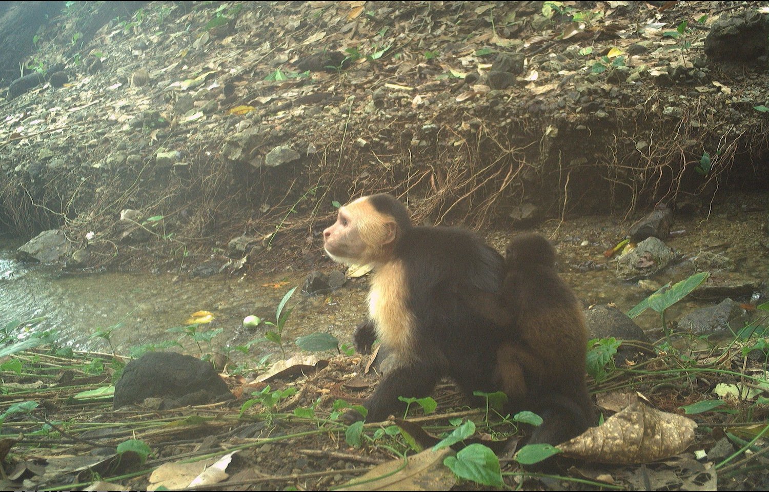 Primate Trendsetter? Capuchin's Bizarre Baby-Snatching Behavior Puzzles Scientists