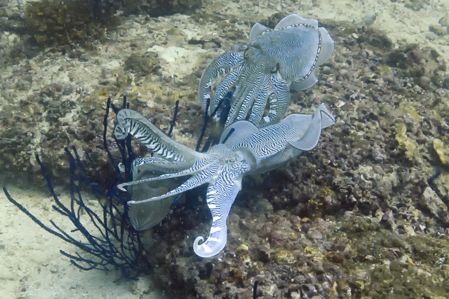 Cuttlefish Communication: New Research Reveals Tentacle Waving