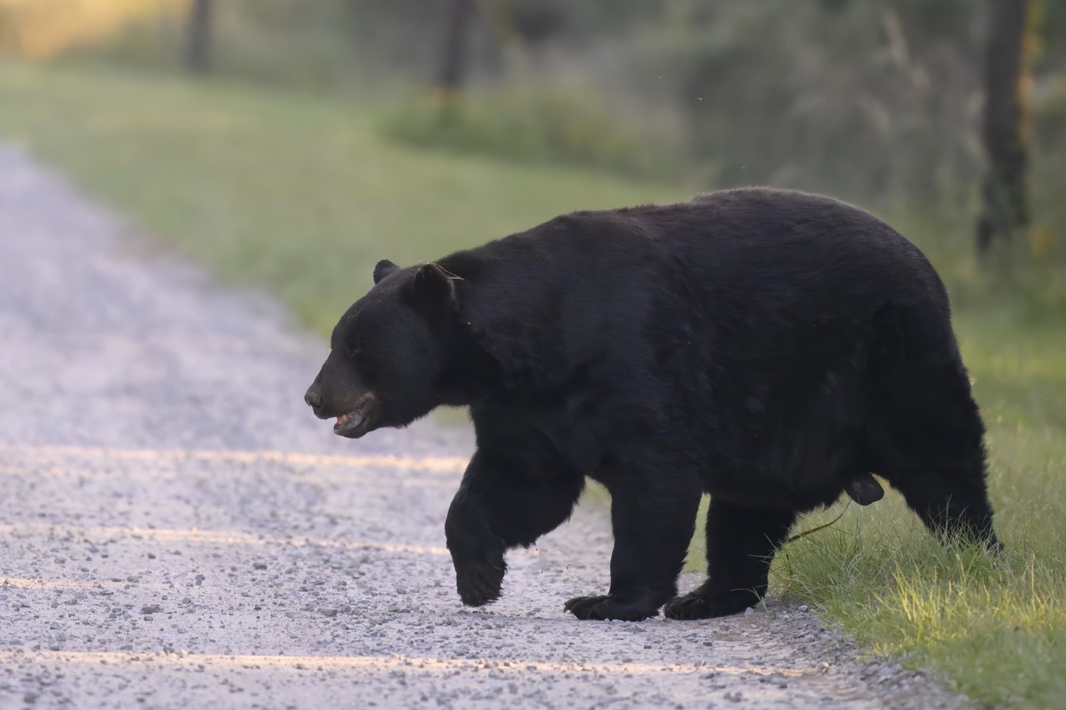 Florida's First Fatal Bear Attack Prompts Investigation and Renewed Hunting Debate
