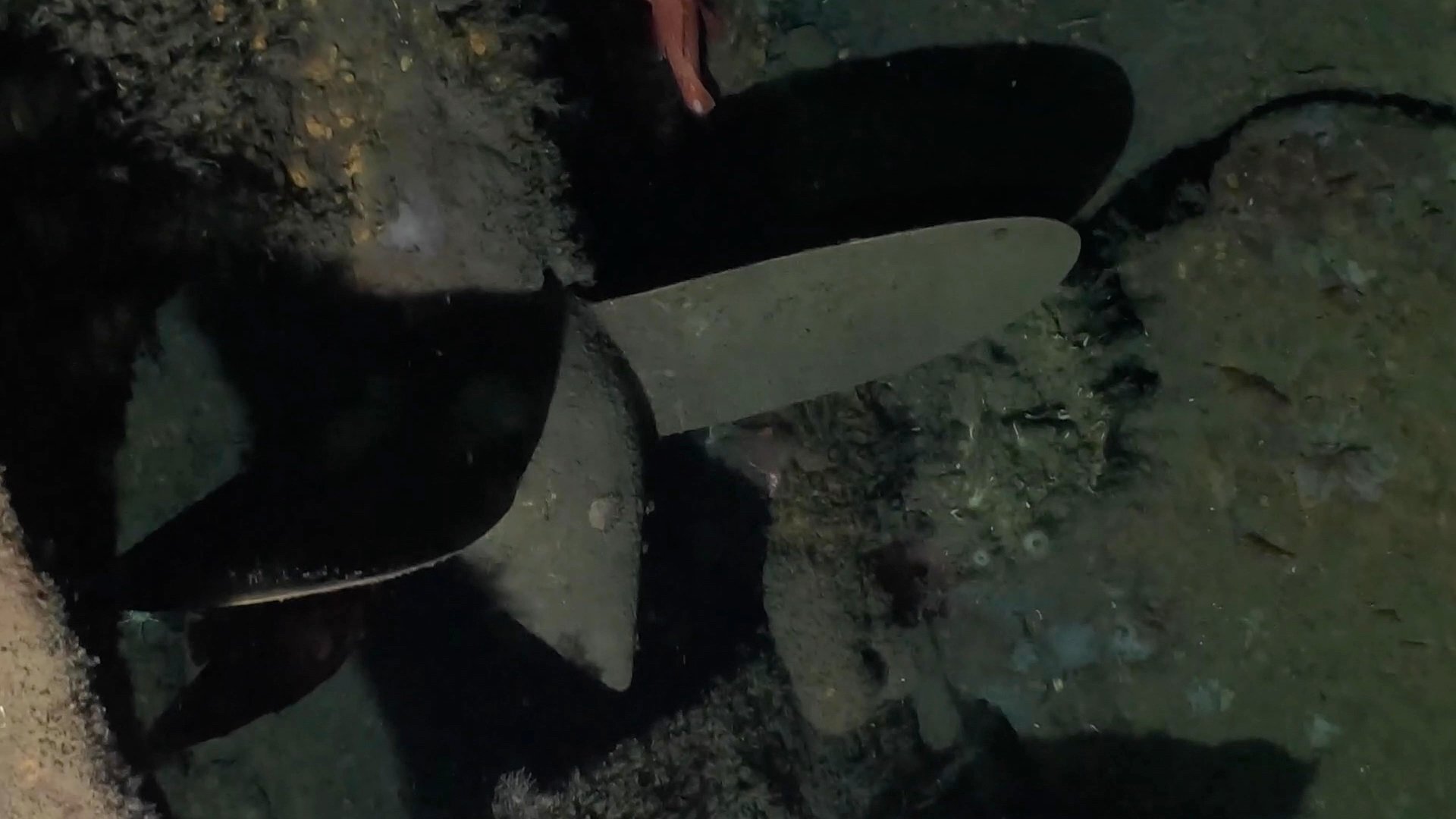 Close-up high-definition image of the remarkably preserved propeller of the WWI-era USS F-1 submarine wreck.