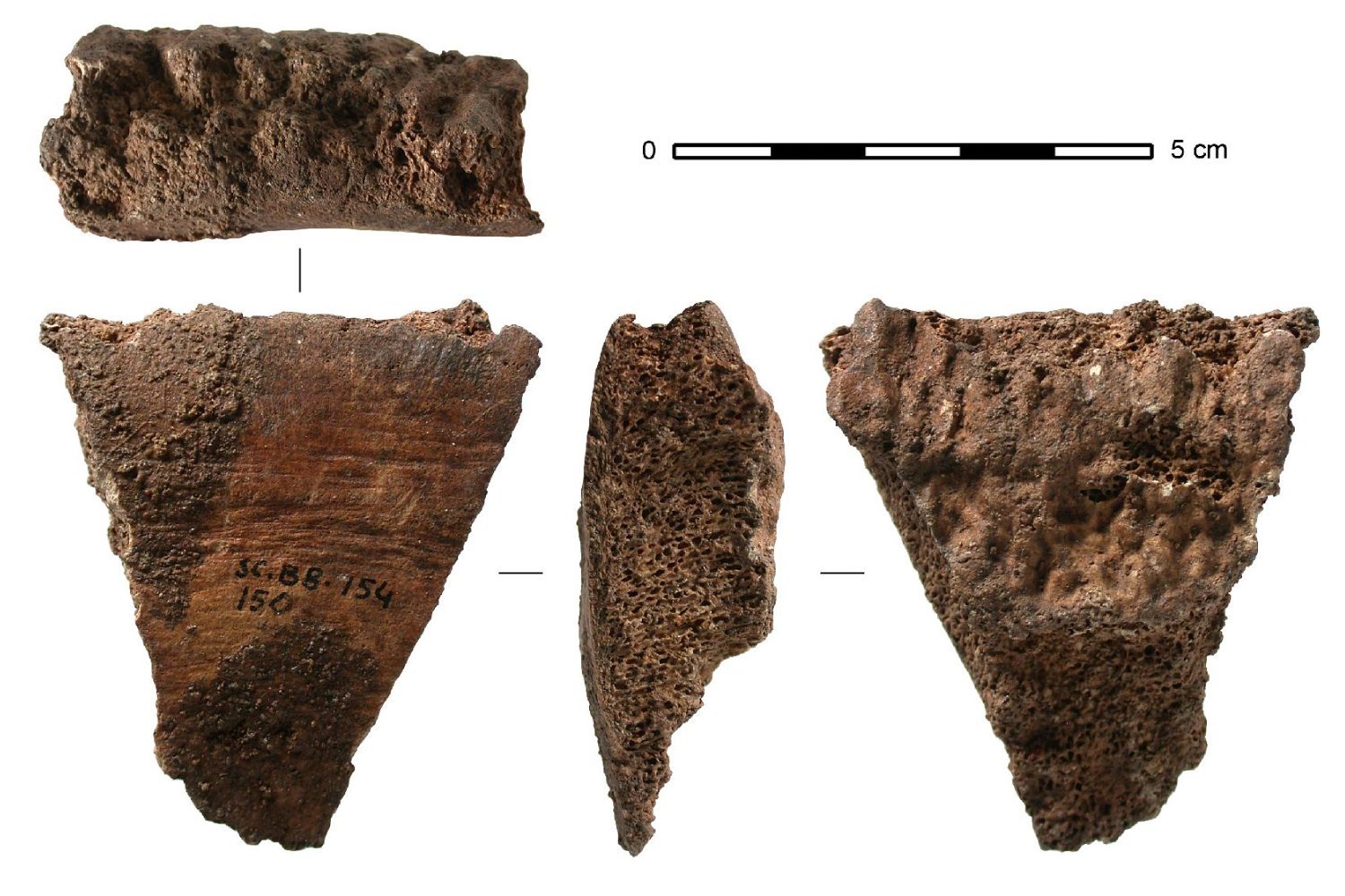 Prehistoric Humans Crafted Whale Bone Tools 20,000 Years Ago