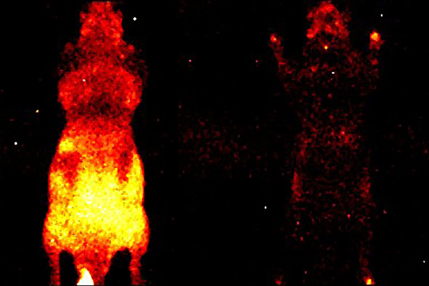 The Faint Glow of Life: How Living Organisms Emit Light