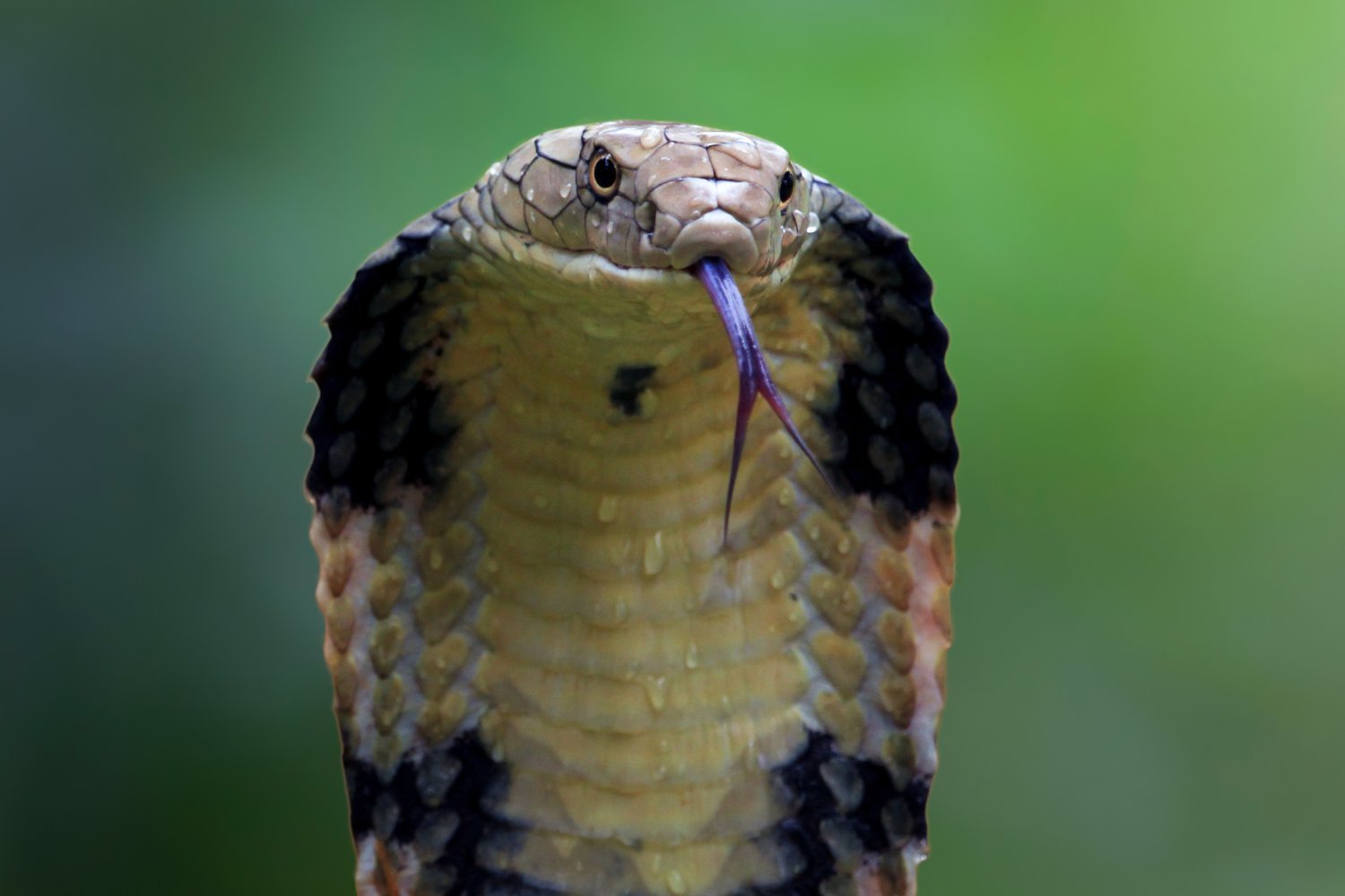 Universal Snake Antivenom Closer to Reality Thanks to "Human Guinea Pig"