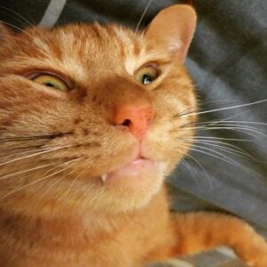 alt text: An orange tabby cat playfully batting at a toy.
