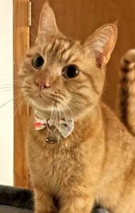alt text: A close-up of an orange cat with striking green eyes.