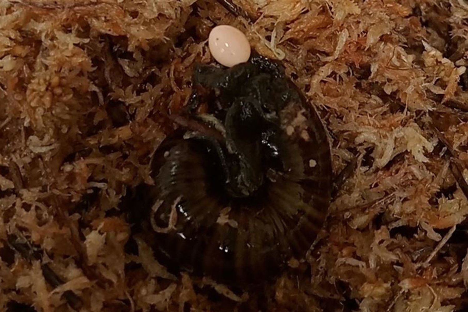 Rare New Zealand Snail Observed Laying Eggs in Captivity