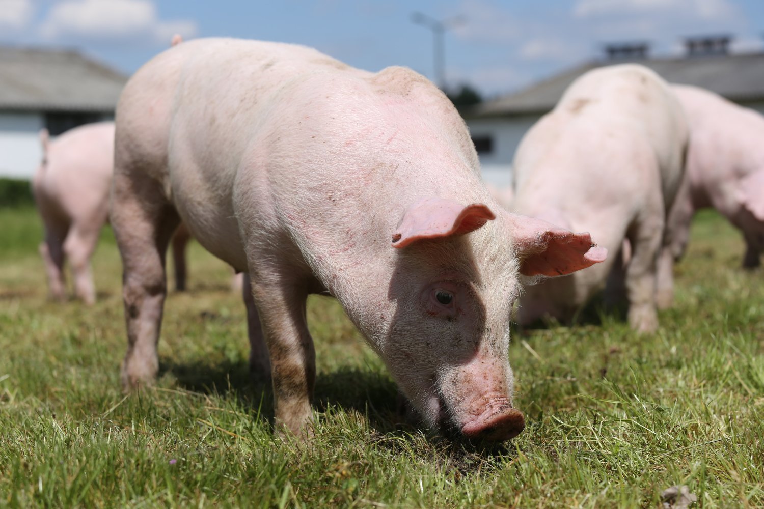 CRISPR-Edited Pigs Approved for Human Consumption by FDA