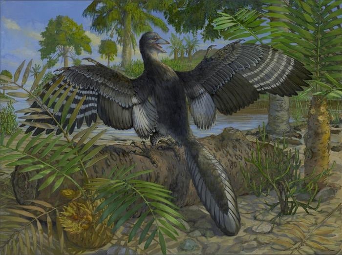 Archaeopteryx Fossil