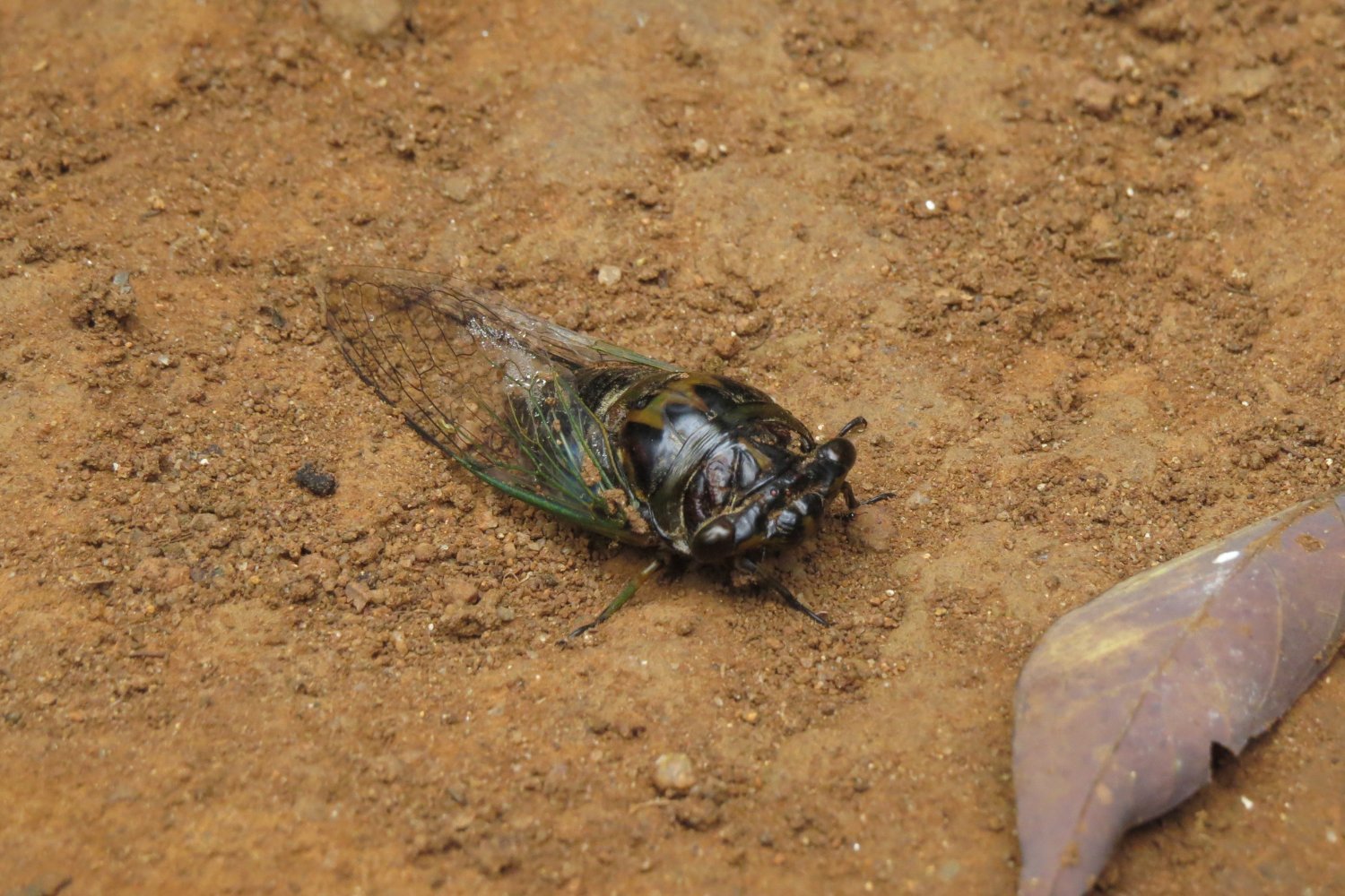Brood XIV Cicadas Emerge After 17 Years Underground