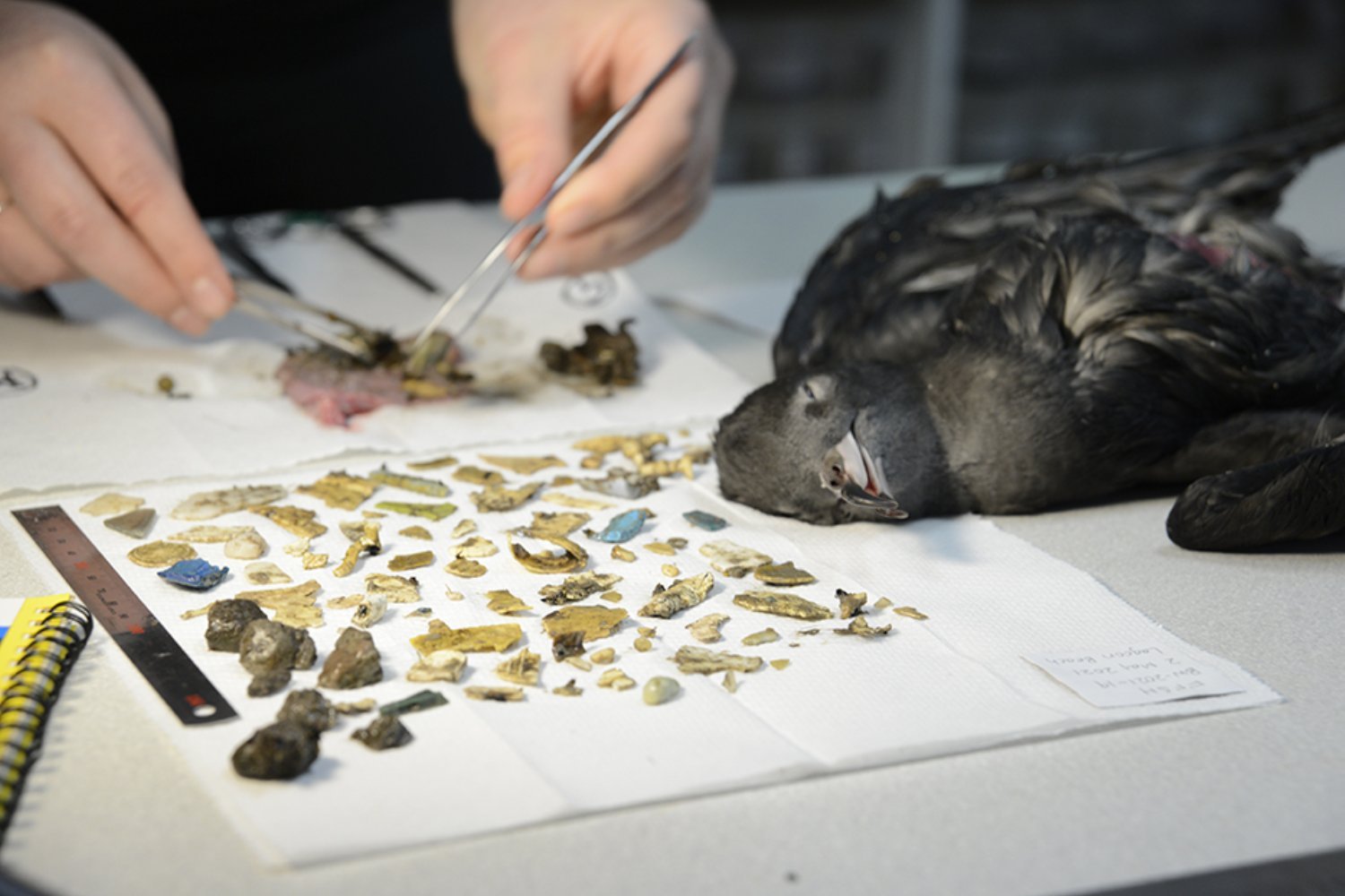 Seabird Plastic Ingestion: A "Crunchy" Crisis on Lord Howe
