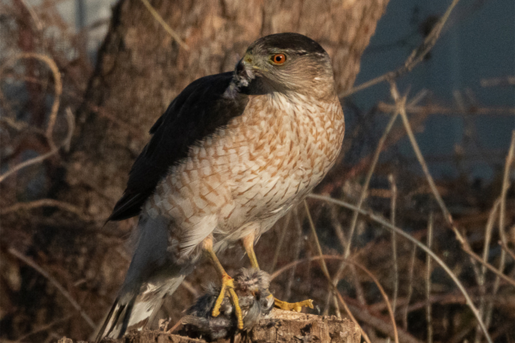Hawks Exploit Traffic Signals in Clever Urban Hunt