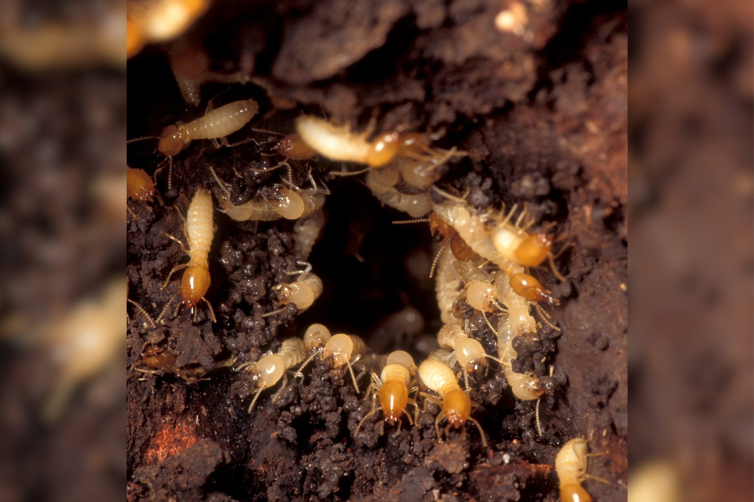 Hybrid Termites: A New Destructive Force Emerges in South Florida