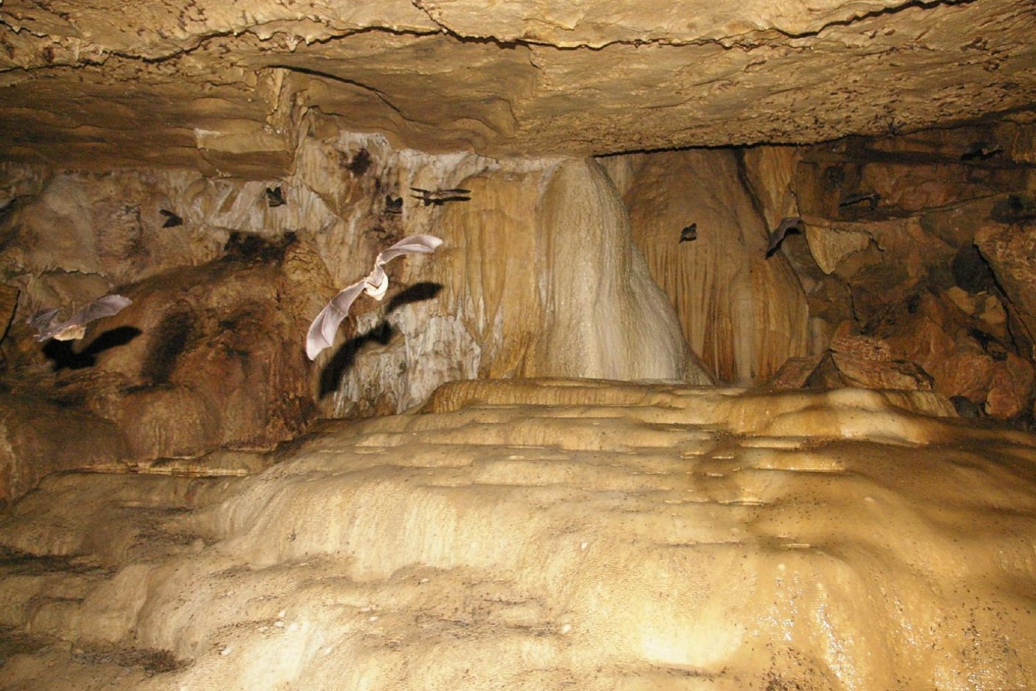 Fungal Infection Strikes Family After Costa Rican Bat Cave Tour