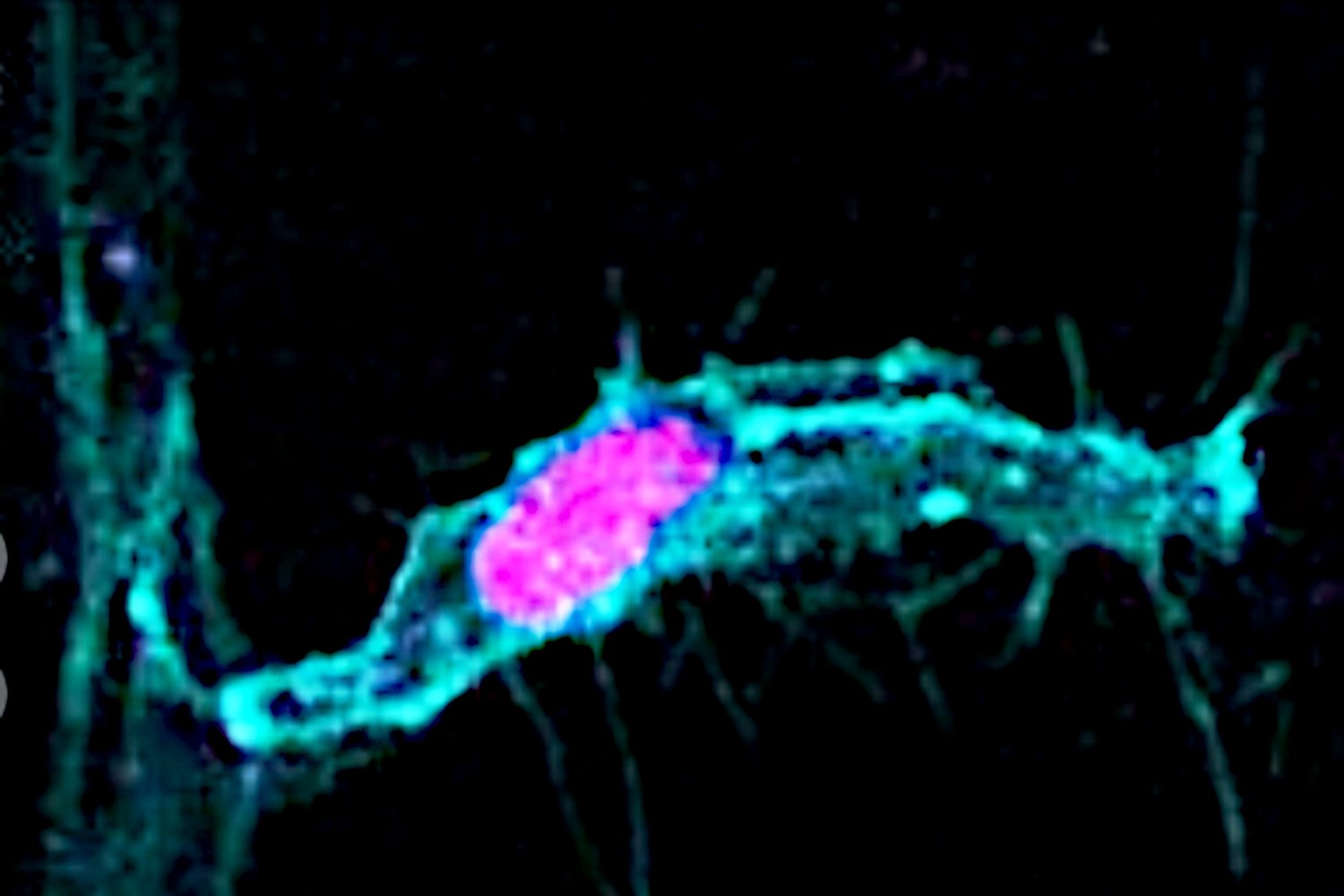 Rethinking Cell Division: It's Not Always Symmetrical