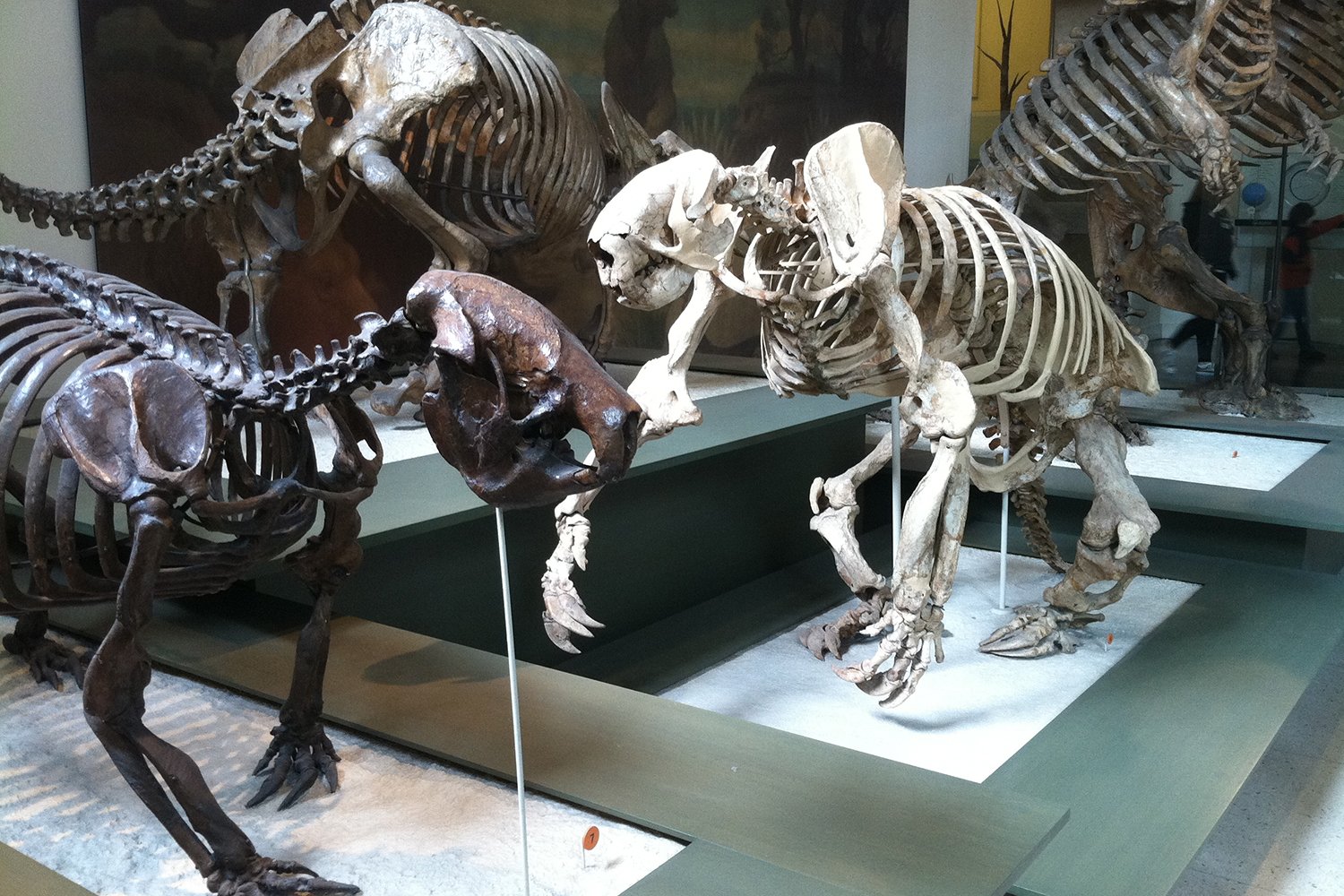 Giant Sloths: How They Grew Enormous and Why They Vanished