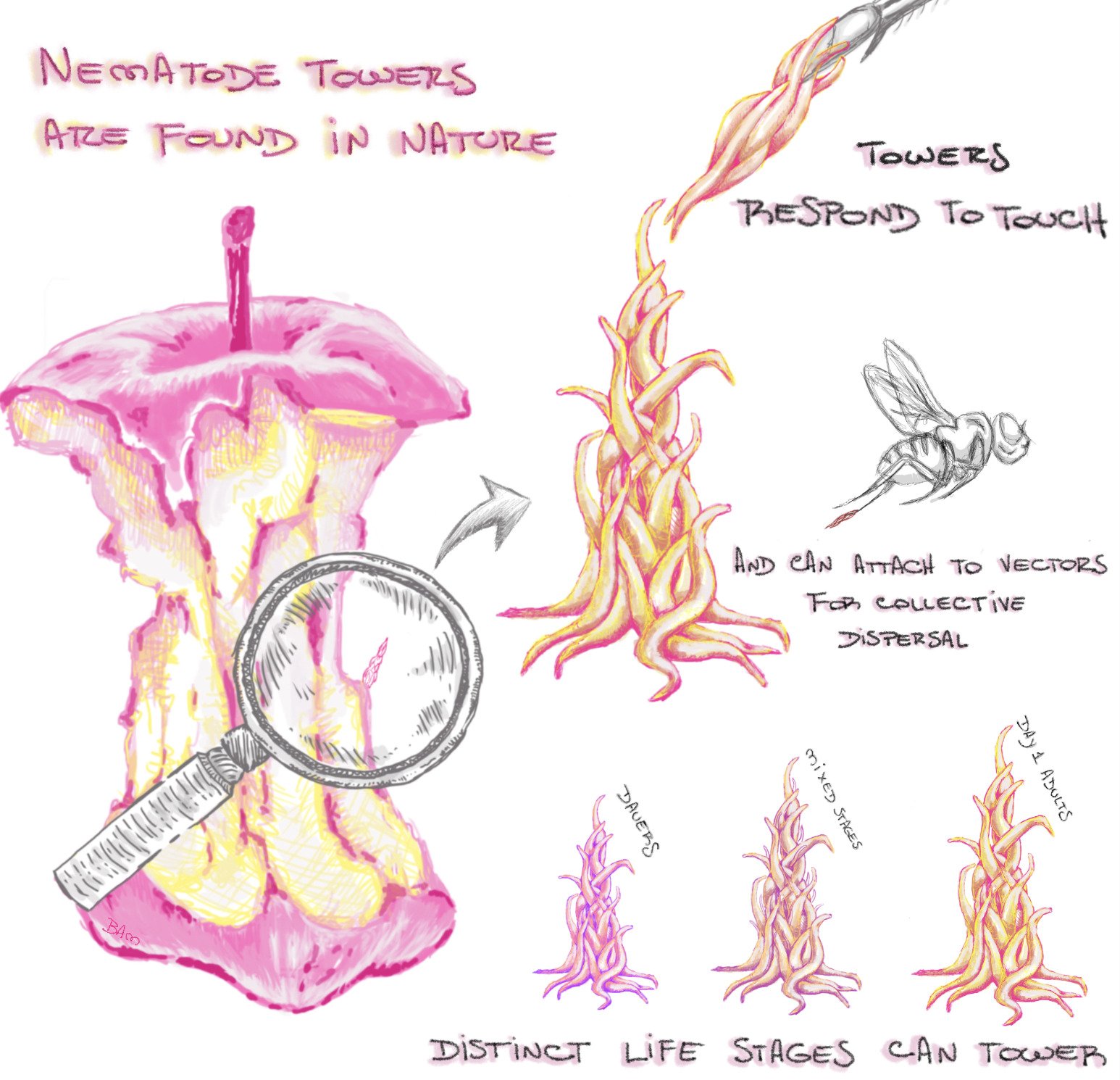 Scientific illustration depicting roundworms (nematodes) forming a collective tower to reach and attach to a passing insect for dispersal, showcasing their unique behavioral adaptation.