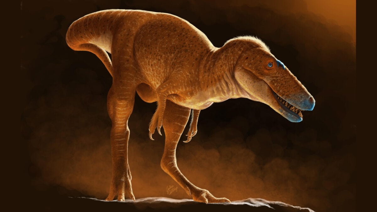 Khankhuuluu: New Dinosaur Bridges Gap in T. Rex Evolution
