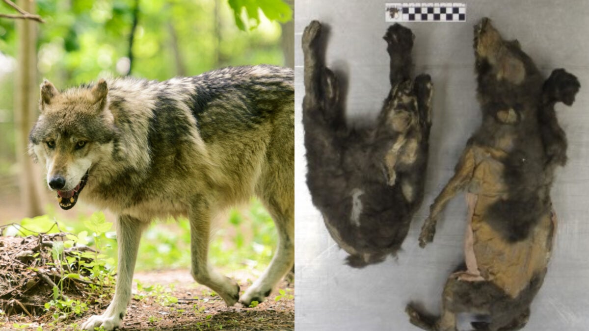 Tumat Puppies: Ancient Siberian Canids Were Wolves, Not Early Dogs