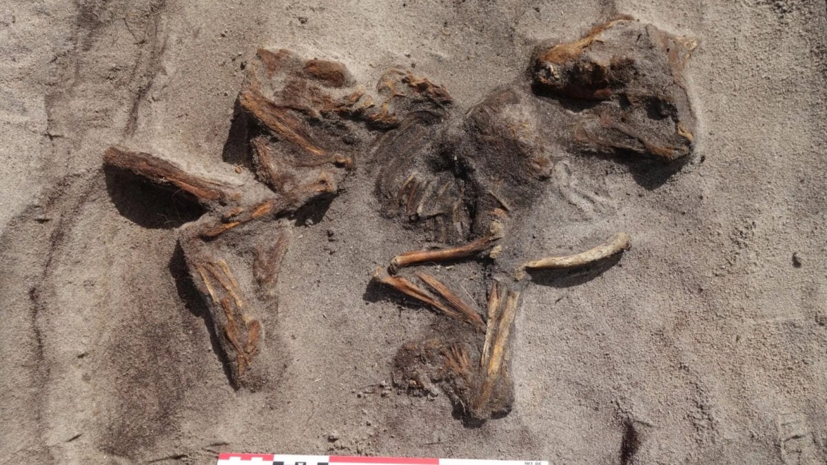 Rare Viking Boat Grave: Woman Buried With Loyal Dog