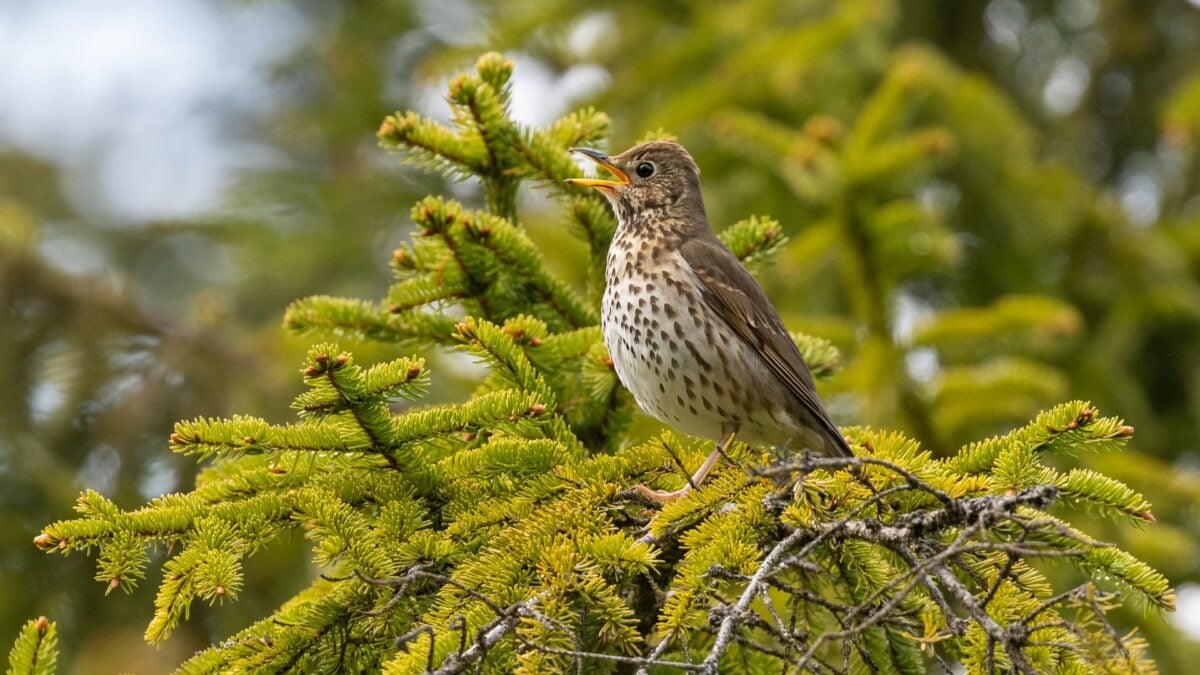 Roman Fast Food Surprise: Fried Songbirds Were Common Street Eats