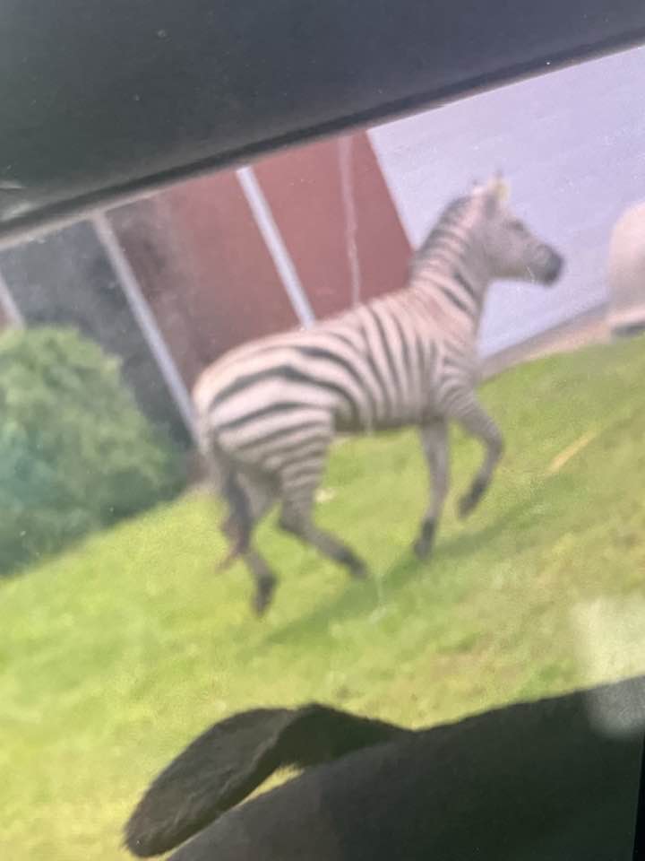 Ed, the runaway pet zebra, photographed by a patrol deputy in Tennessee shortly after his May 30 escape.