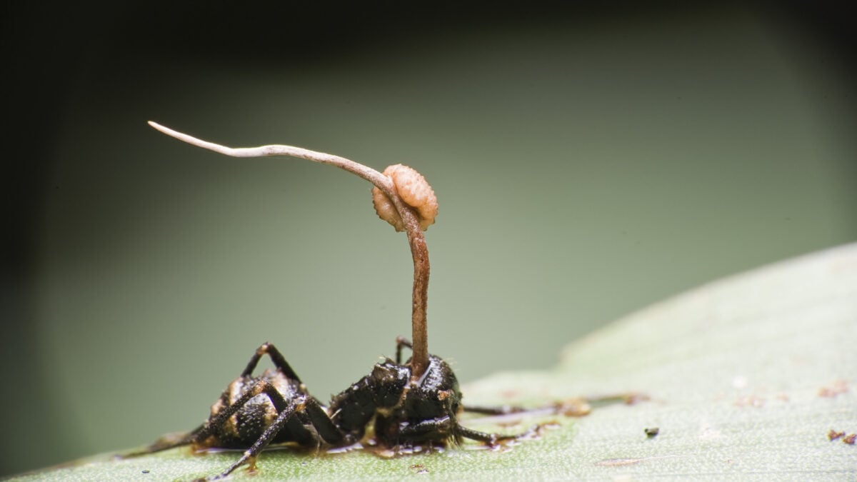 The Chilling Reality of Zombie Bugs: Unveiling Parasitic Mind Control