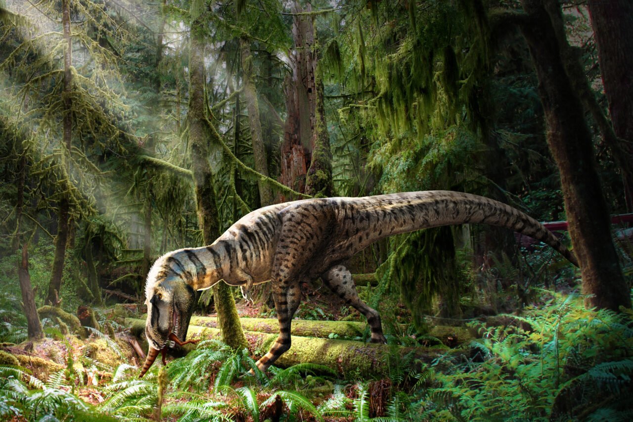 Artist's reconstruction of Gorgosaurus, a North American tyrannosaurid and descendant relative of Khankhuuluu mongoliensis, showcasing Late Cretaceous predator characteristics