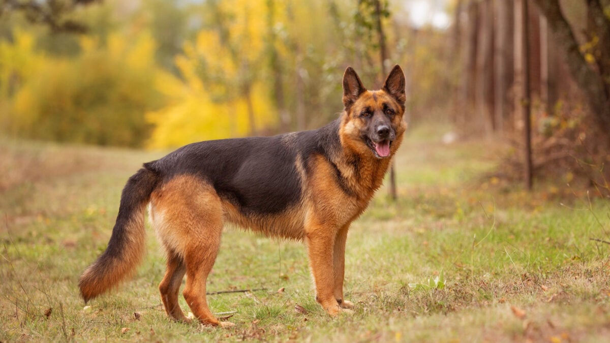 Dog Diarrhea: New Study IDs At-Risk Breeds & Antibiotic Overuse