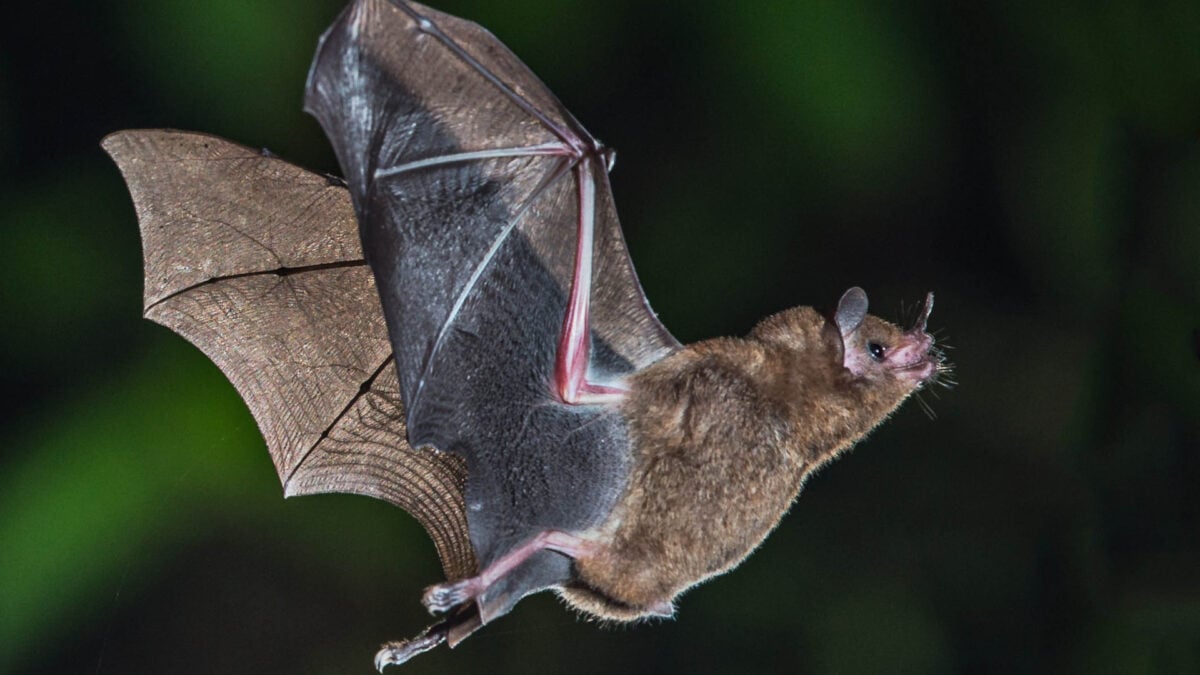 Bats' Remarkable Cancer Resistance: Nature's Clues